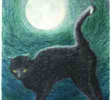 Quali sono i buoni nomi del gatto nero?