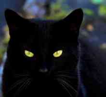 Quali sono i migliori nomi per gatti neri?