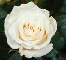 Cosa rose bianche simboleggiano?