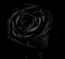Quello che fa una rosa nera dire - significato simbolico dei fiori