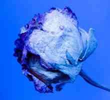 Che cosa significa una rosa blu significa?