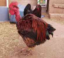 Che cosa è un Turken (Turkin)? Un transylvanian pollo collo nudo