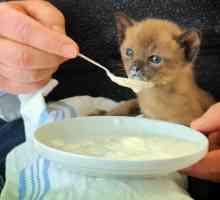 Qual è il miglior alimento per gattini per la diarrea?