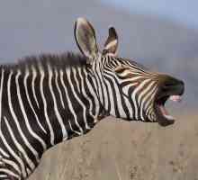 Che tipo di rumore non fa una zebra?