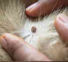 Cosa fare se una testa di spunta rimane incastrato nella pelle del vostro cane
