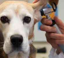 Cosa aspettarsi in un checkup cane