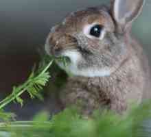 Che per alimentare il vostro coniglio da compagnia