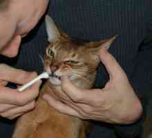 Quando il veterinario vuole tirare tutti i denti del vostro gatto