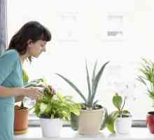 Quali piante d`appartamento sono migliori a prodotti chimici che assorbono