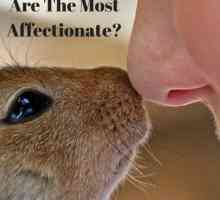 Quali animali sono il più affettuoso?