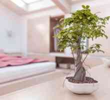 Quali piante migliorare la feng shui della mia casa?