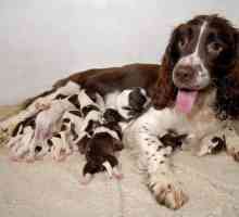 Whoa, mamma! 8 cucciolate di cani stupefacenti