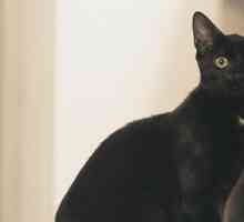 Perché i gatti neri tanta sfortuna?
