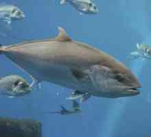 Perché sono in via di estinzione del tonno rosso