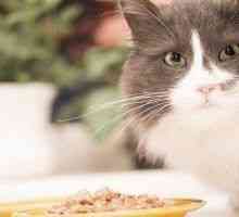 Perché i gatti paura di cetrioli?