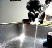 Perché i gatti come bere dal rubinetto dell`acqua?