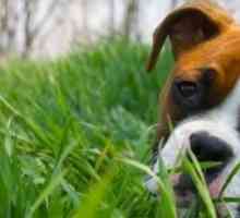 Perché i cani mangiano l`erba?