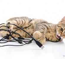Perché il mio gatto masticare i cavi elettrici?