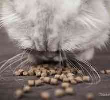 Perché il mio gatto mangia tanto (polifagia)?