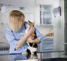Perché il mio veterinario vogliono testare il mio gatto per il diabete?