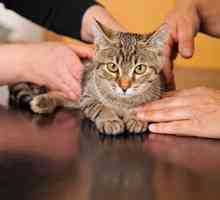 Perché il mio veterinario vuole testare il mio gatto al coperto per la FIV?