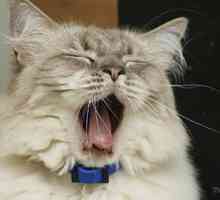 Perché il mio gatto tosse: filariosi cardiopolmonare associata respiratoria (duro)