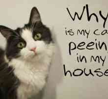 Perché il mio gatto pipì in casa?