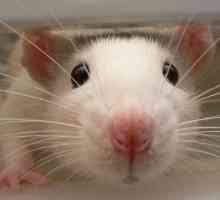 Perché i ratti sono animali veramente sottovalutati