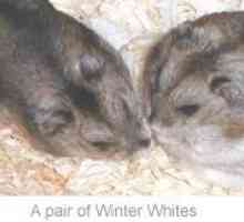 Inverno criceti nani bianco