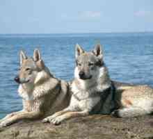 Cane lupo: l`ibrido alcune leggi statali limitano