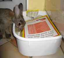 Pagine gialle: la risposta della casa conigli a tappeto da masticare