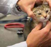 Prima visita del vostro gattino dal veterinario