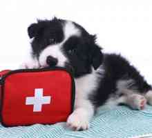 Il vostro animale domestico kit di primo soccorso