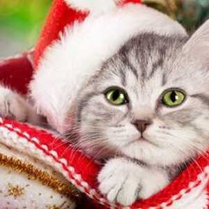 10 Idee regalo di Natale per i gatti