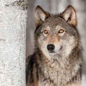 10 Razze di cani che sembrano lupi