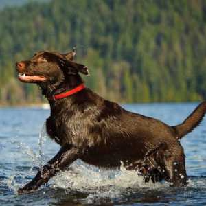 8 Razze di cani che di solito amano andare in barca