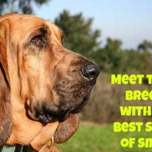 10 Razze di cani con la migliore olfatto