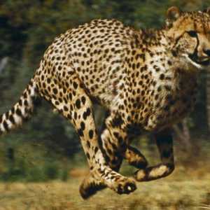 10 Animali più veloce del mondo