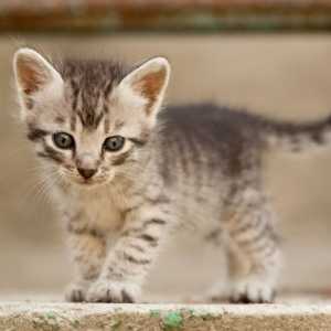 10 Nomi gattino più popolari