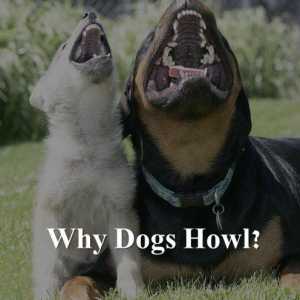 10 Motivi per cui i cani ululano