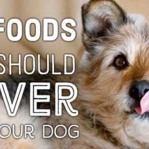 10 Cose da non alimentare il vostro cane
