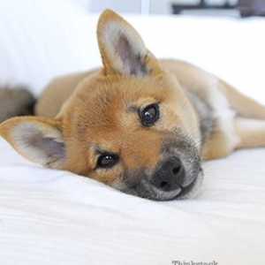 10 Cose che dovete sapere sulla filariosi e il vostro cane