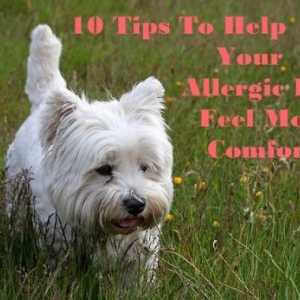 10 Consigli per aiutare un cane prurito sentirsi più a suo agio