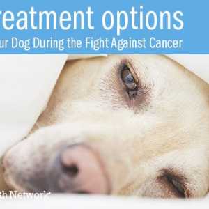 10 Le opzioni di trattamento per aiutare il vostro cane durante la lotta contro il cancro