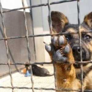 10 Modi per aiutare cani rifugio