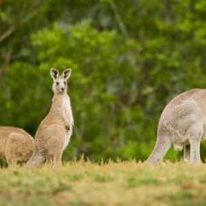 10 Animali strani e meravigliosi dell`Australia