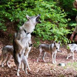 11 Dog breeds allevati a guardare come i lupi reali