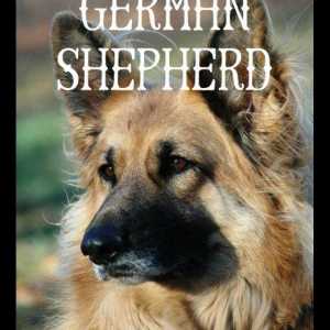 11 Razze di cani come il pastore tedesco