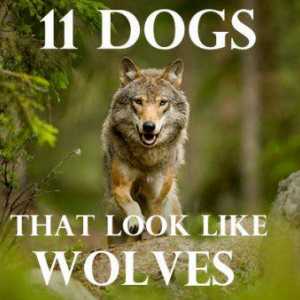 11 I cani che sembrano lupi