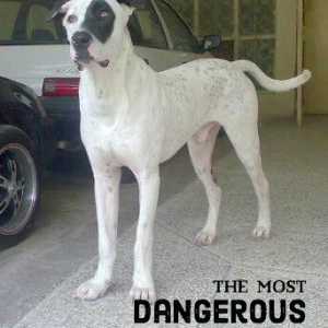 11 Cani indiani più pericolosi